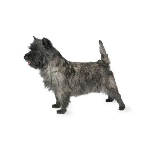 Cairn Terrier 